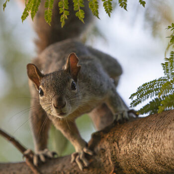 Curieux